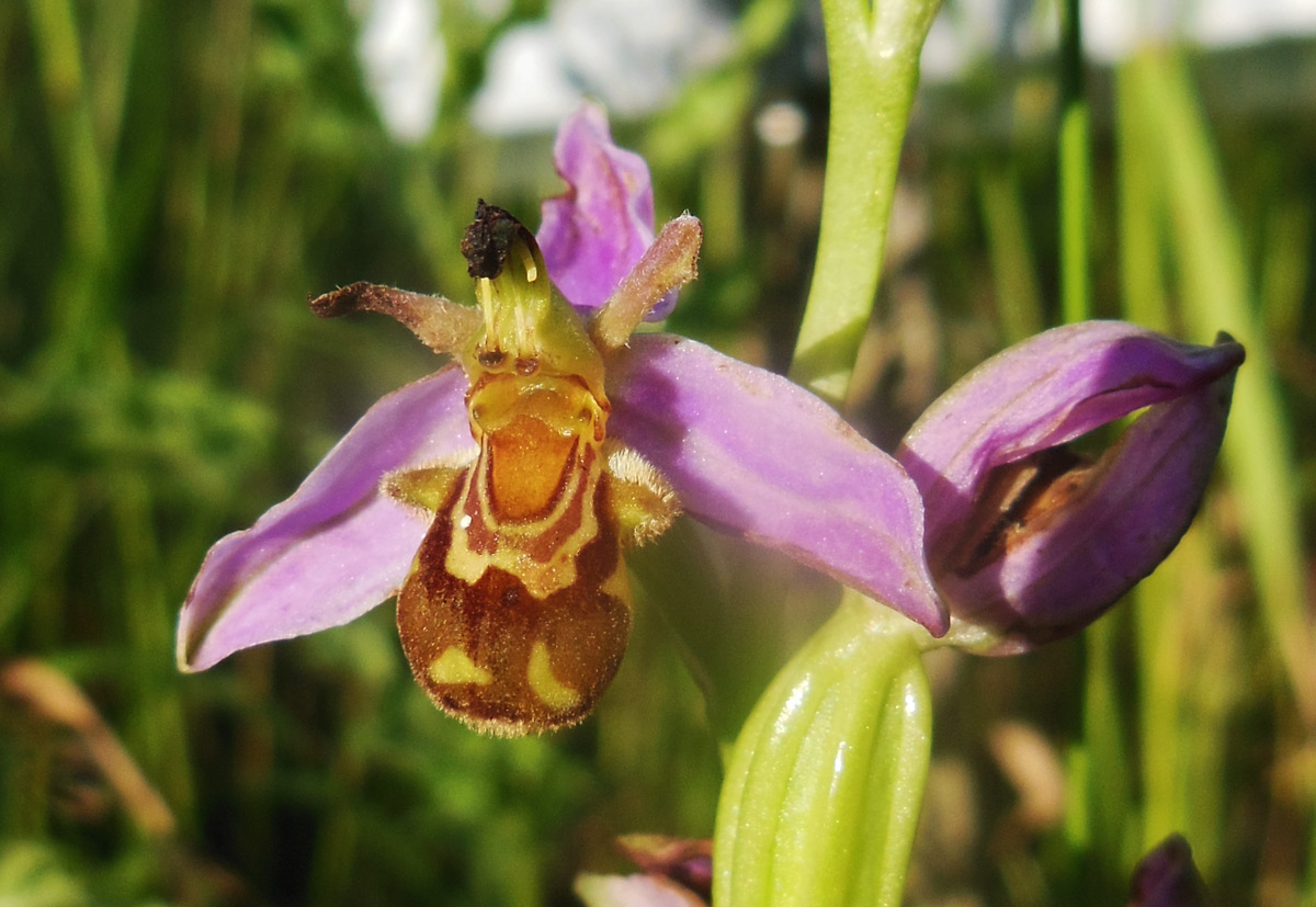 repainville - orchide da repainville