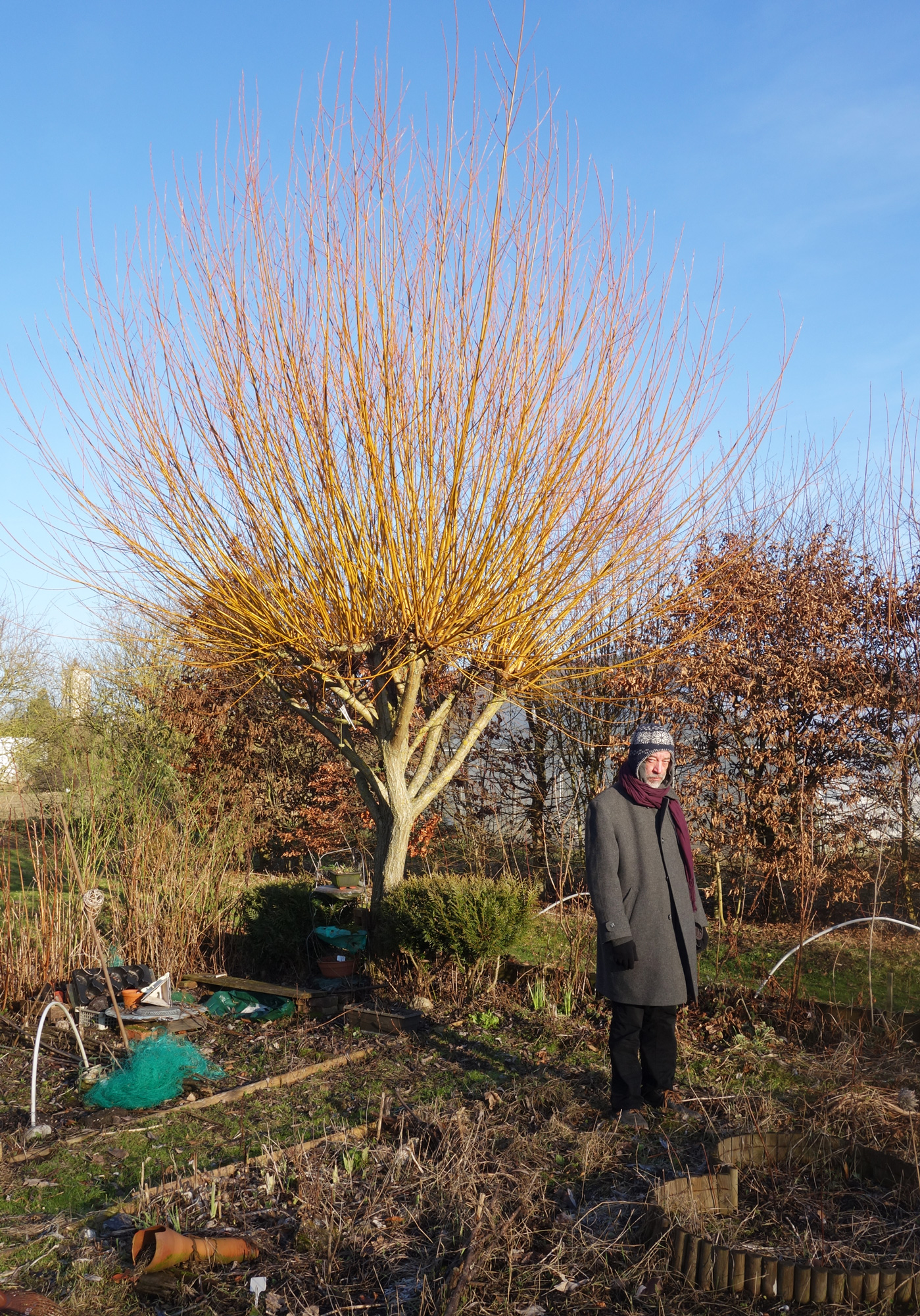 repainville - saule Gibaux