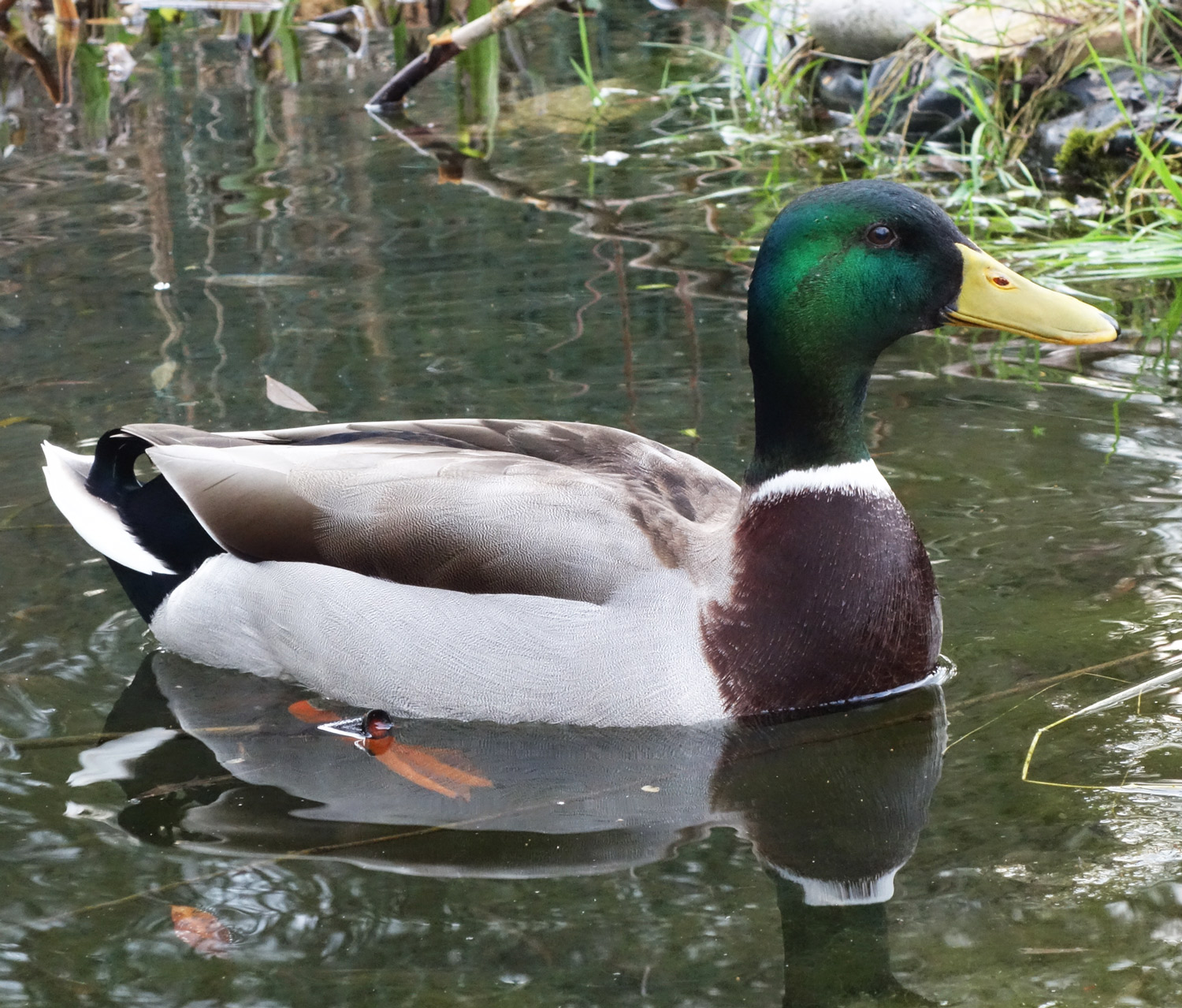 repainville - canard !