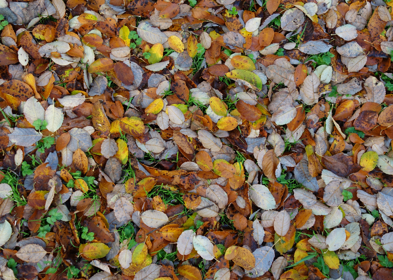 repainville - chute d'automne