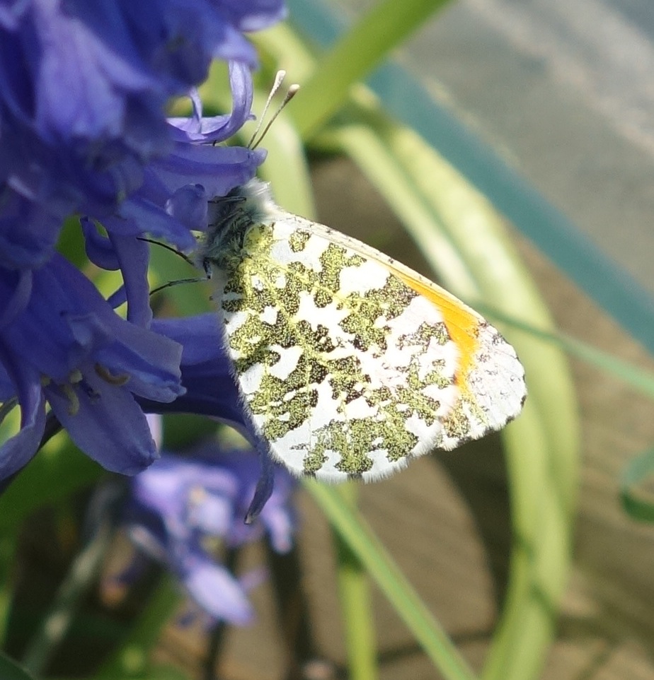repainville - papillon oramge et blanc