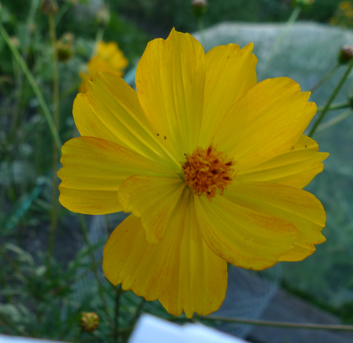 repainville - cosmos?