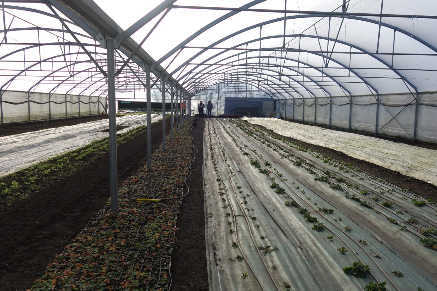 repainville - fraises serre