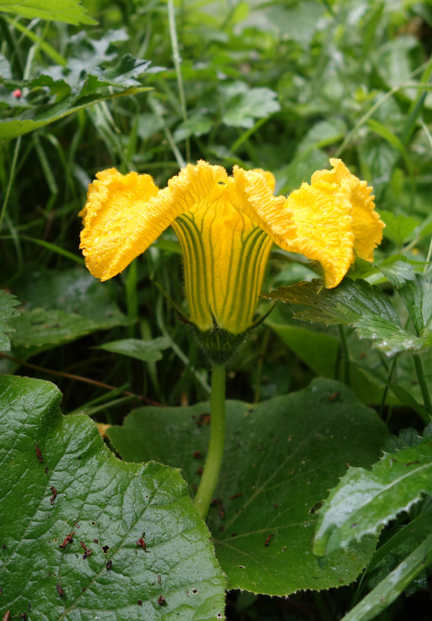 repainville - flower courger