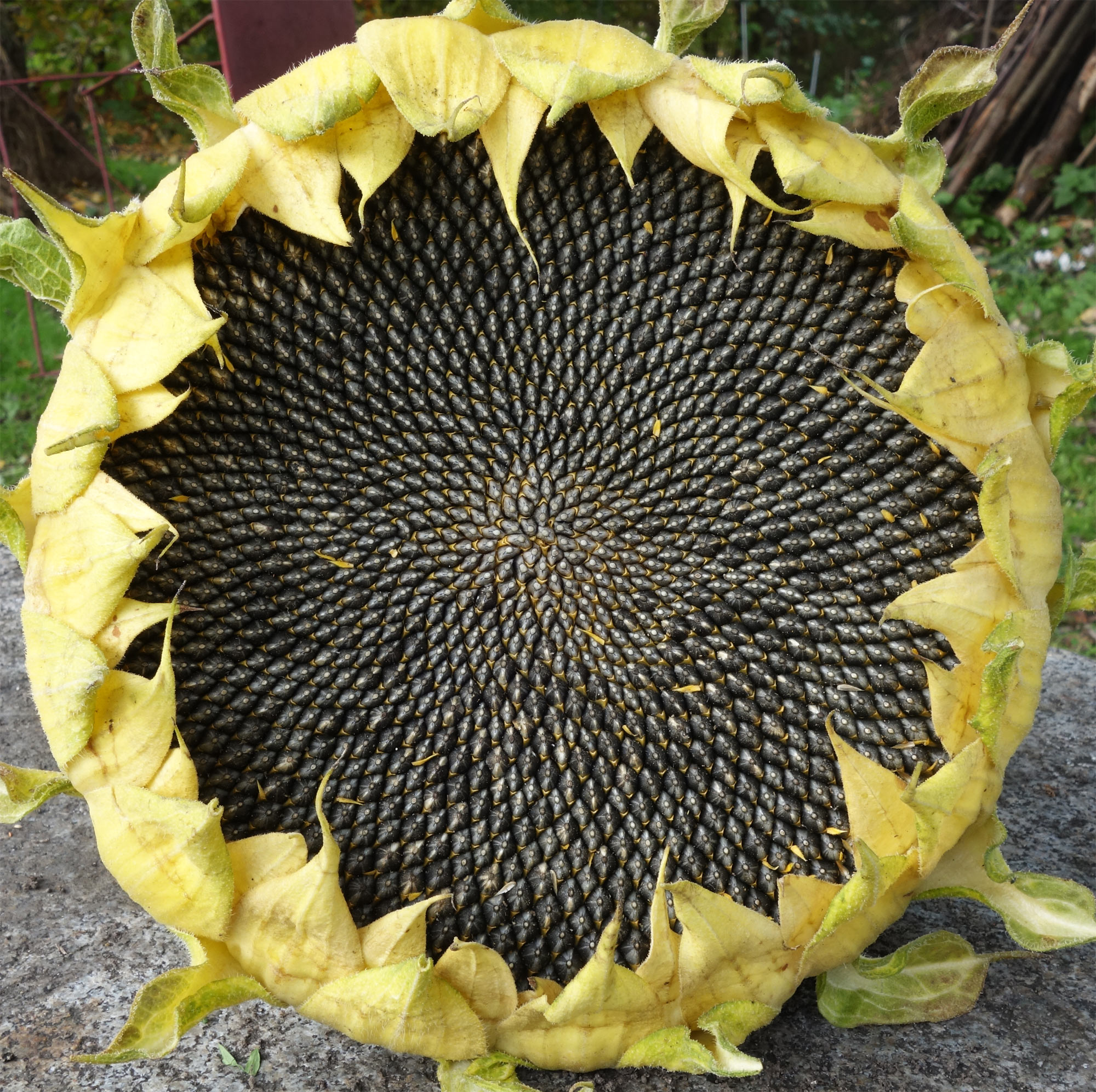 repainville - tournesol 