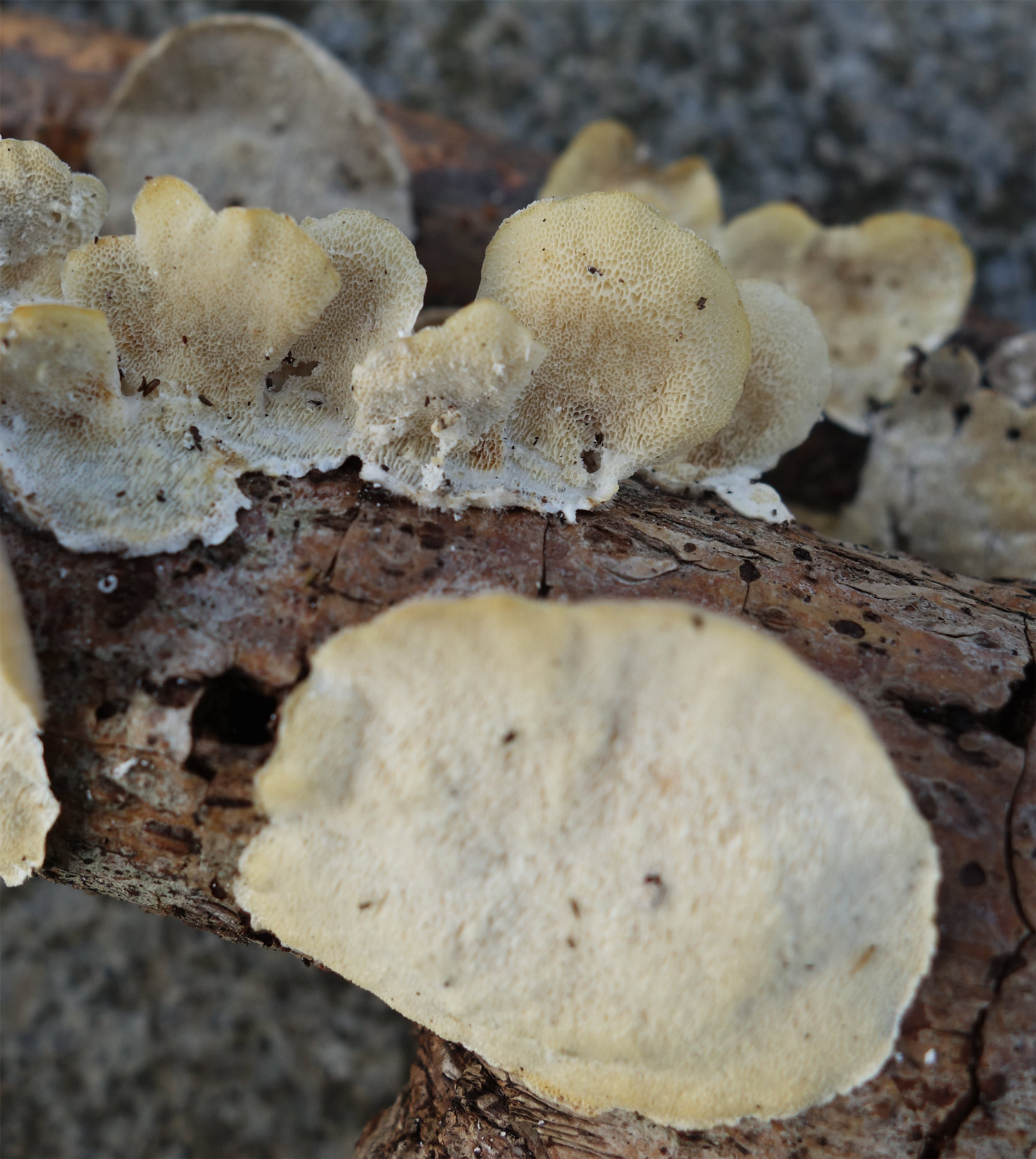repainville - champignon et bois en dcompositiong