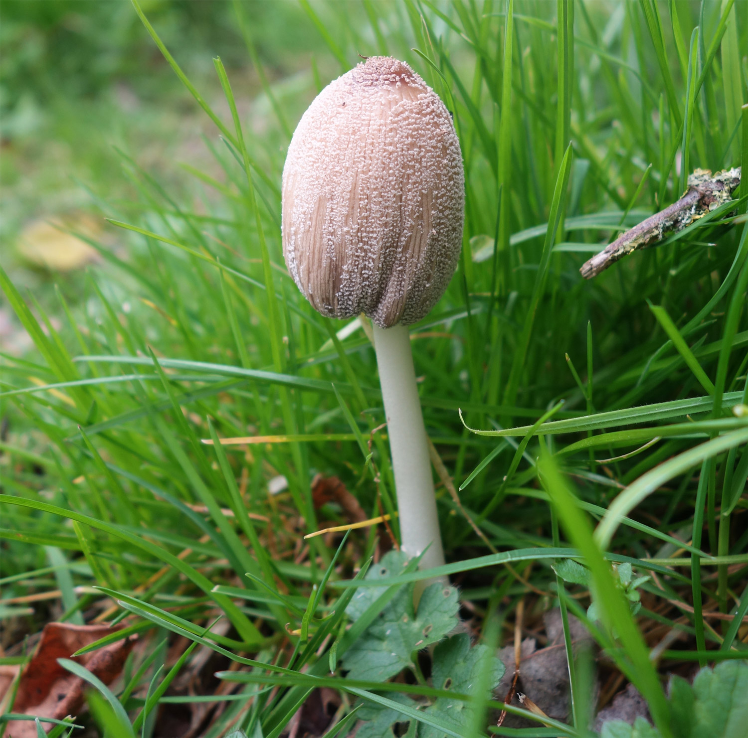 repainville - champignon aux airs neigeux
