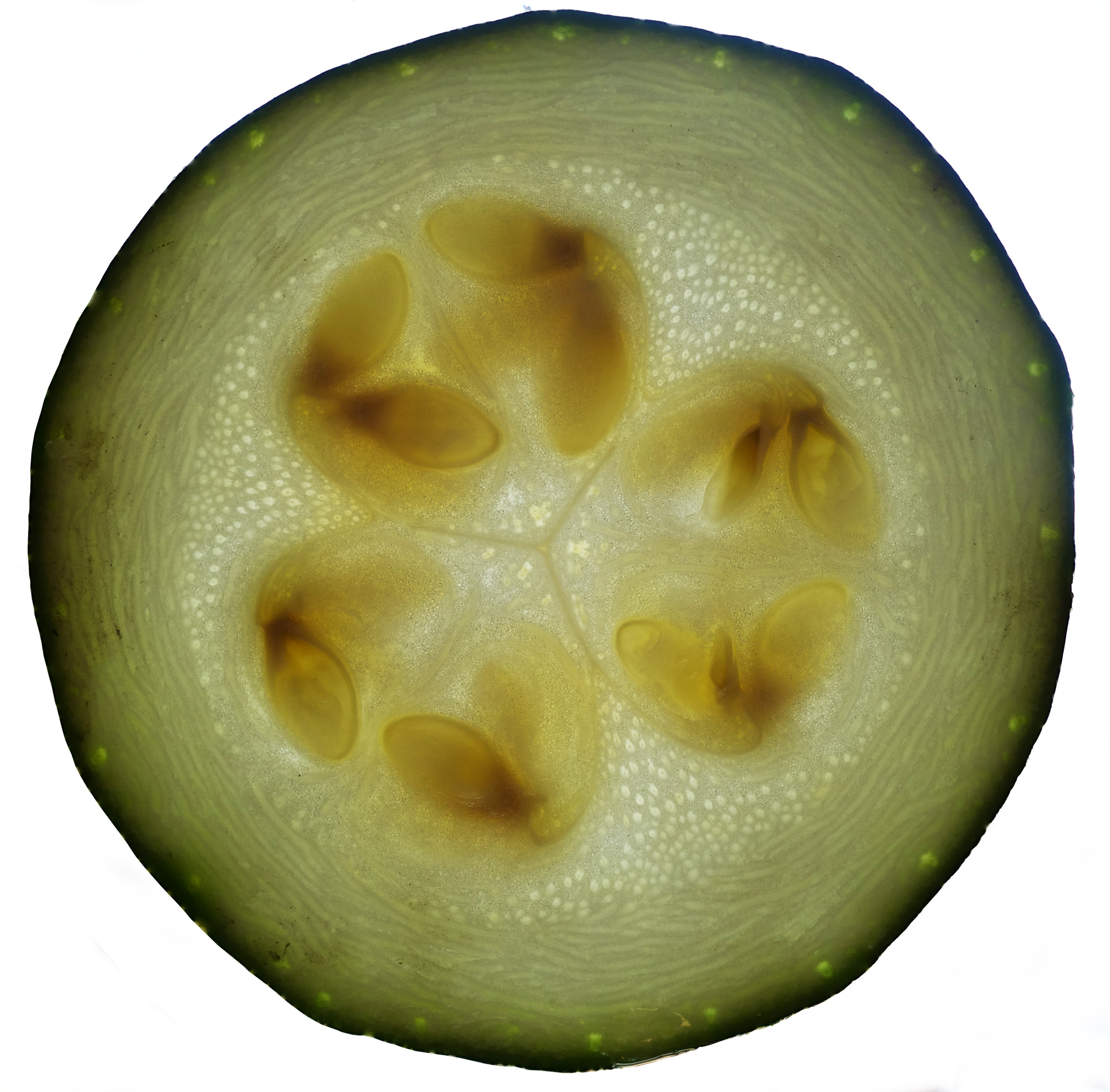 repainville - courgette