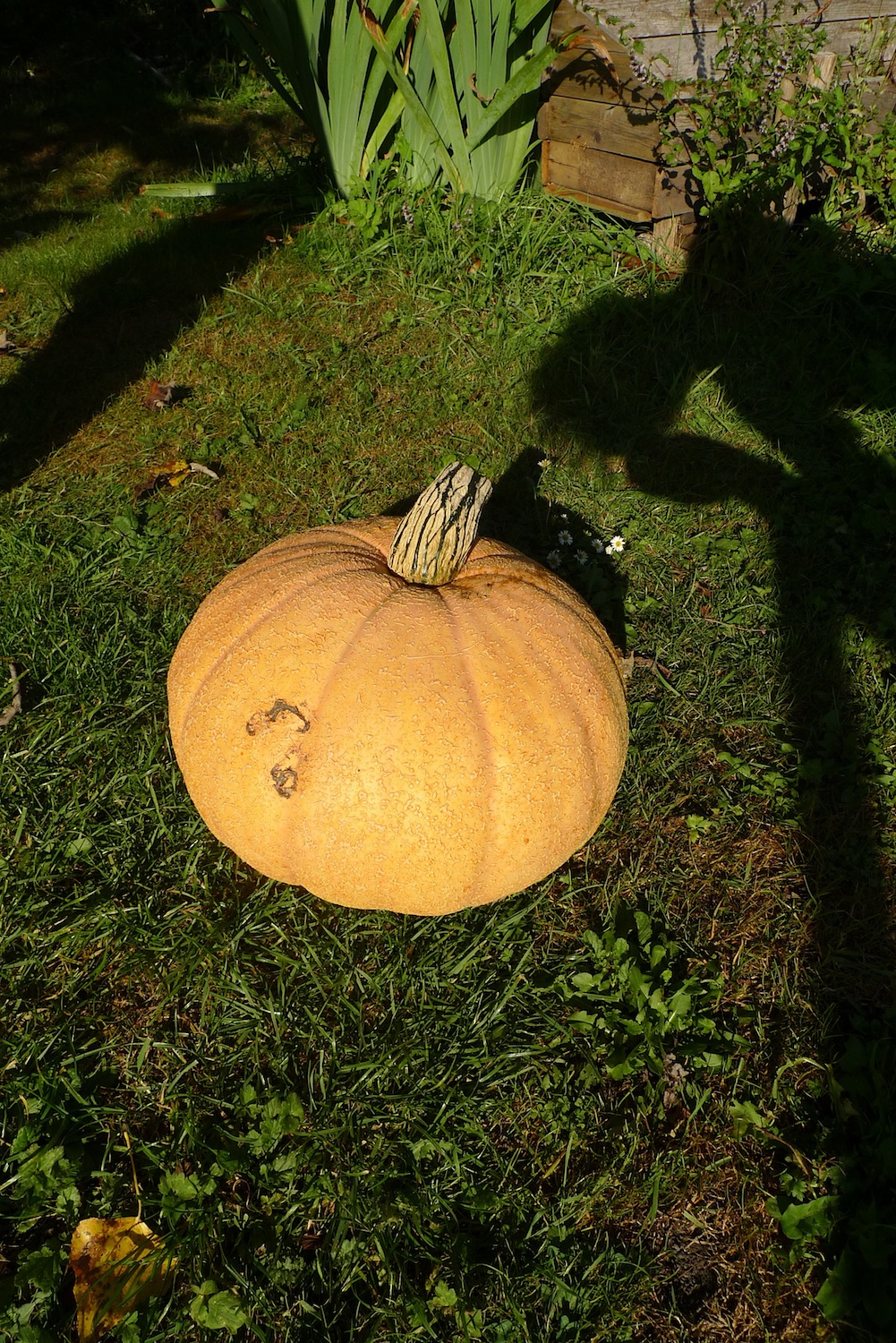 repainville - courge Maxima