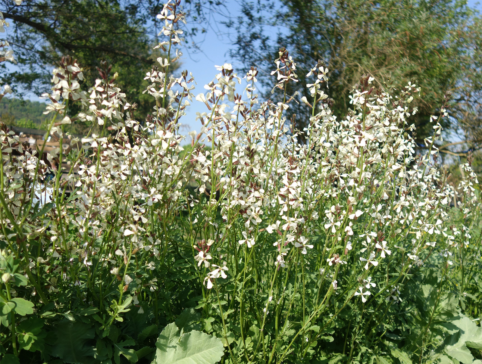 repainville - roquette