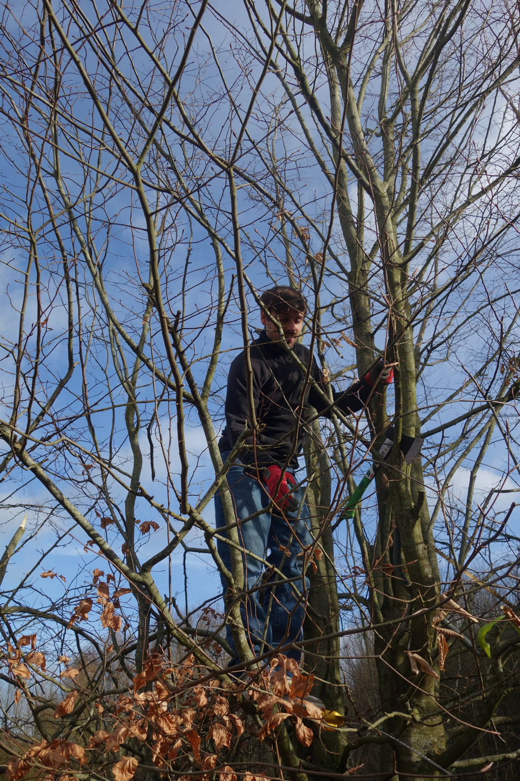 repainville - chantier vert >> taille de haie