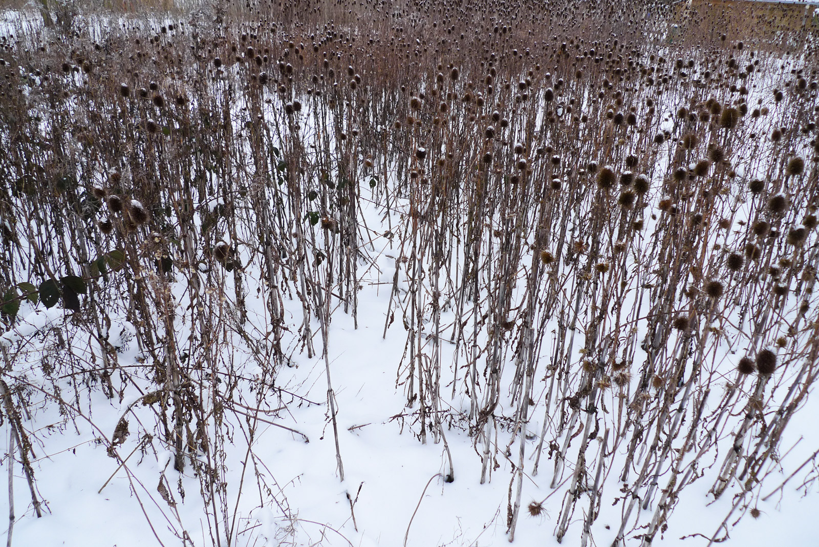 repainville - winter Cardre