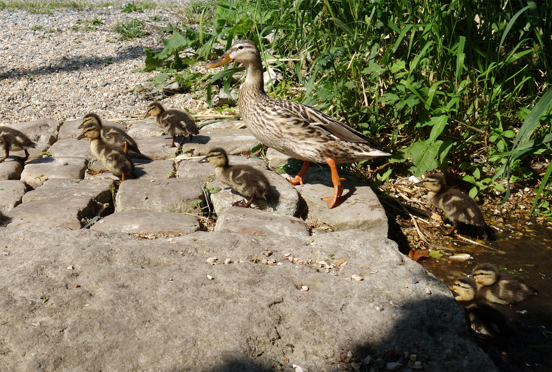 repainville - la famille canard