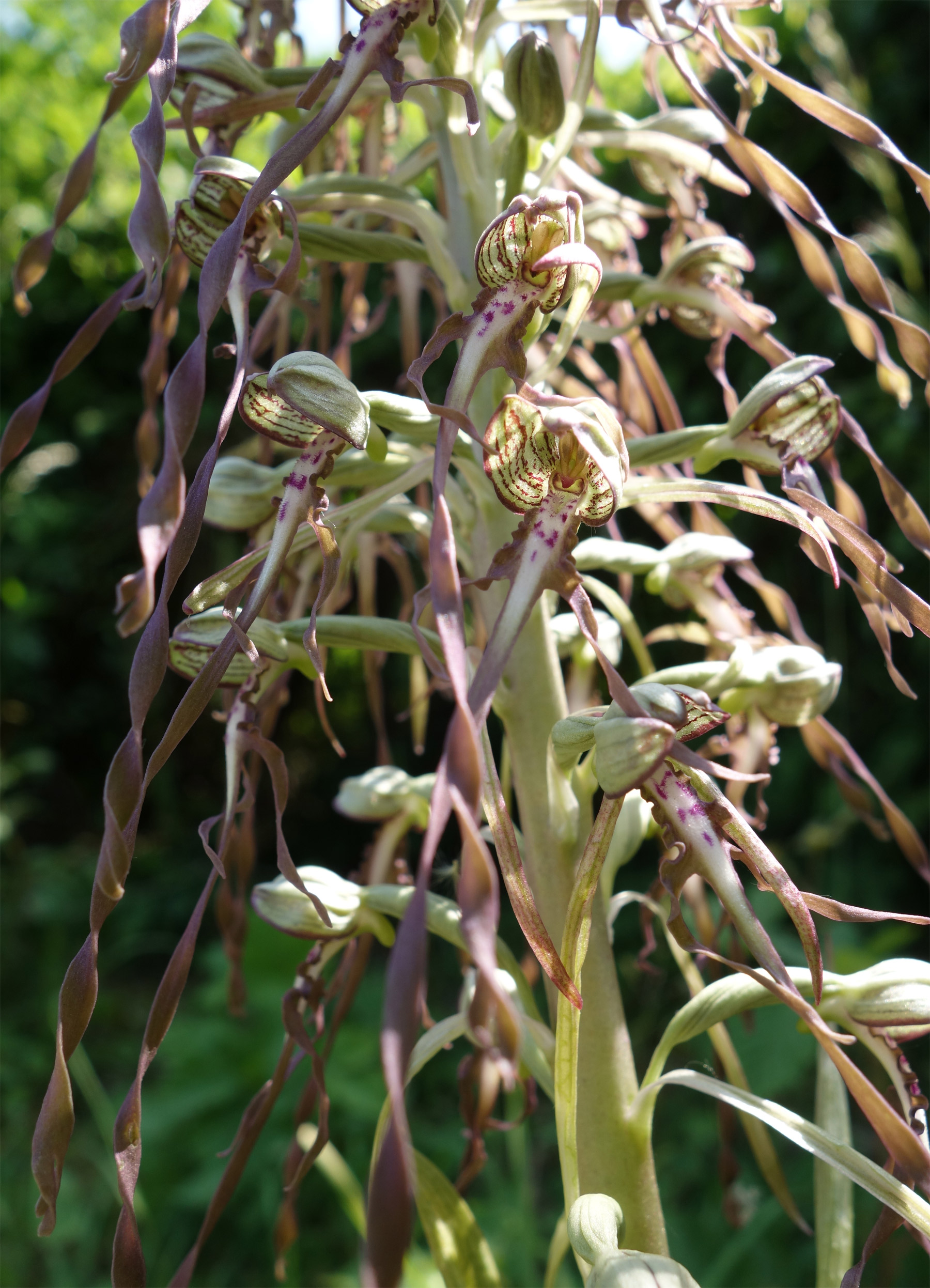 repainville - orchide bouc