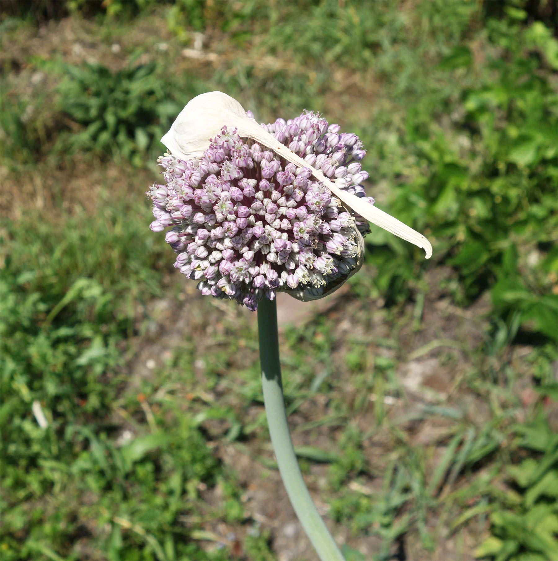 repainville - fleur de poireau