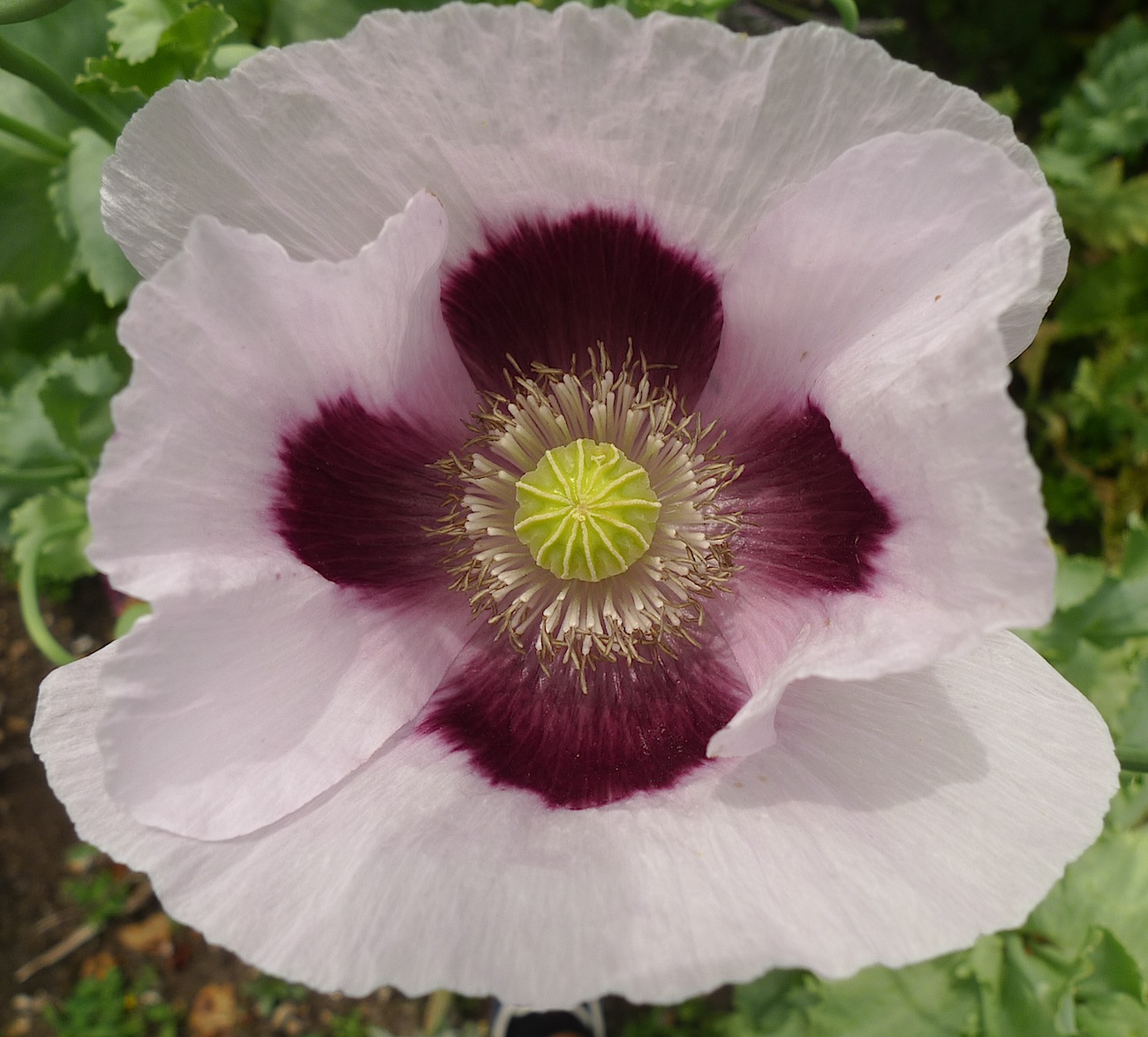 repainville - pavot en fleur