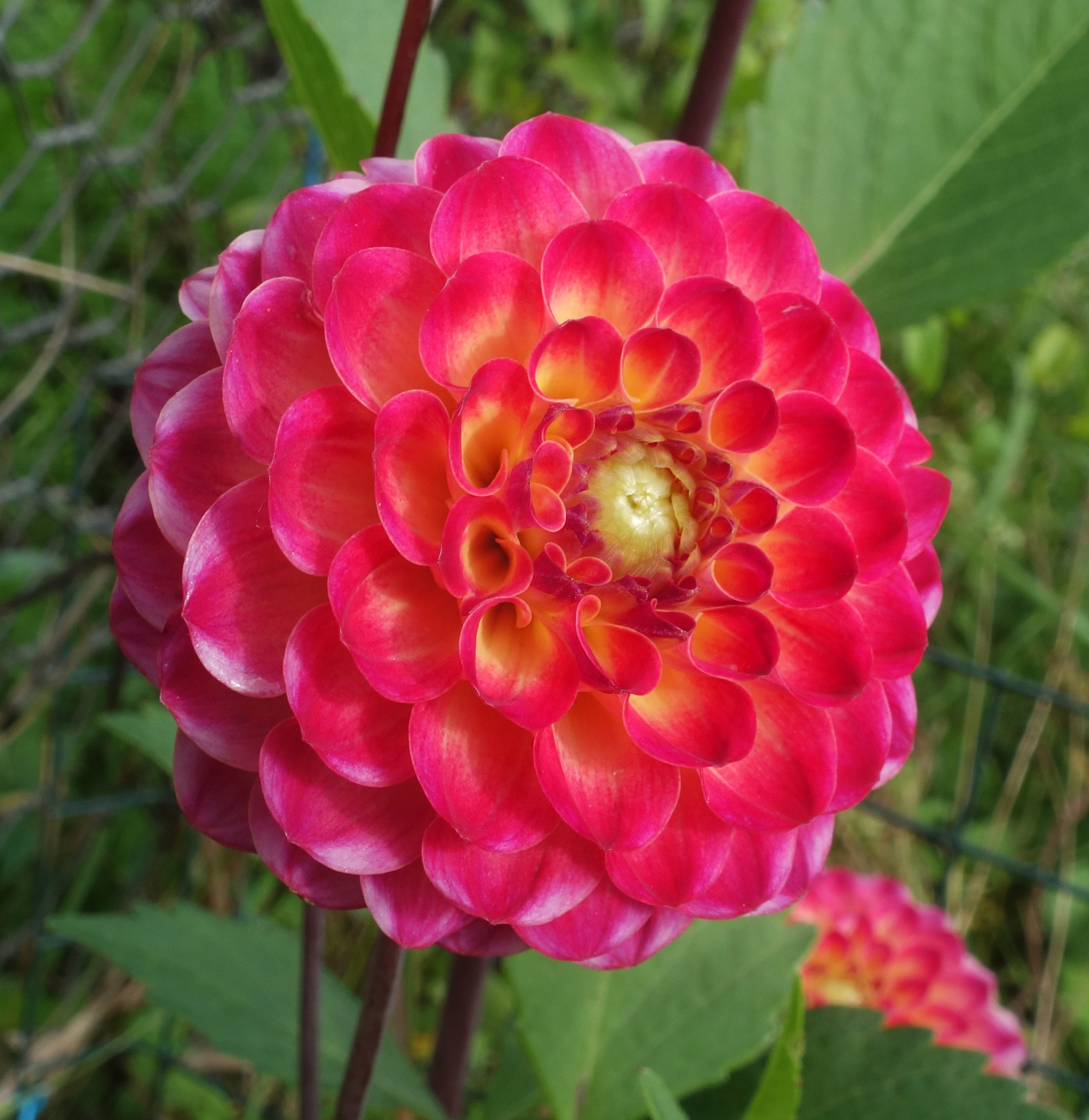 repainville - Zinnia