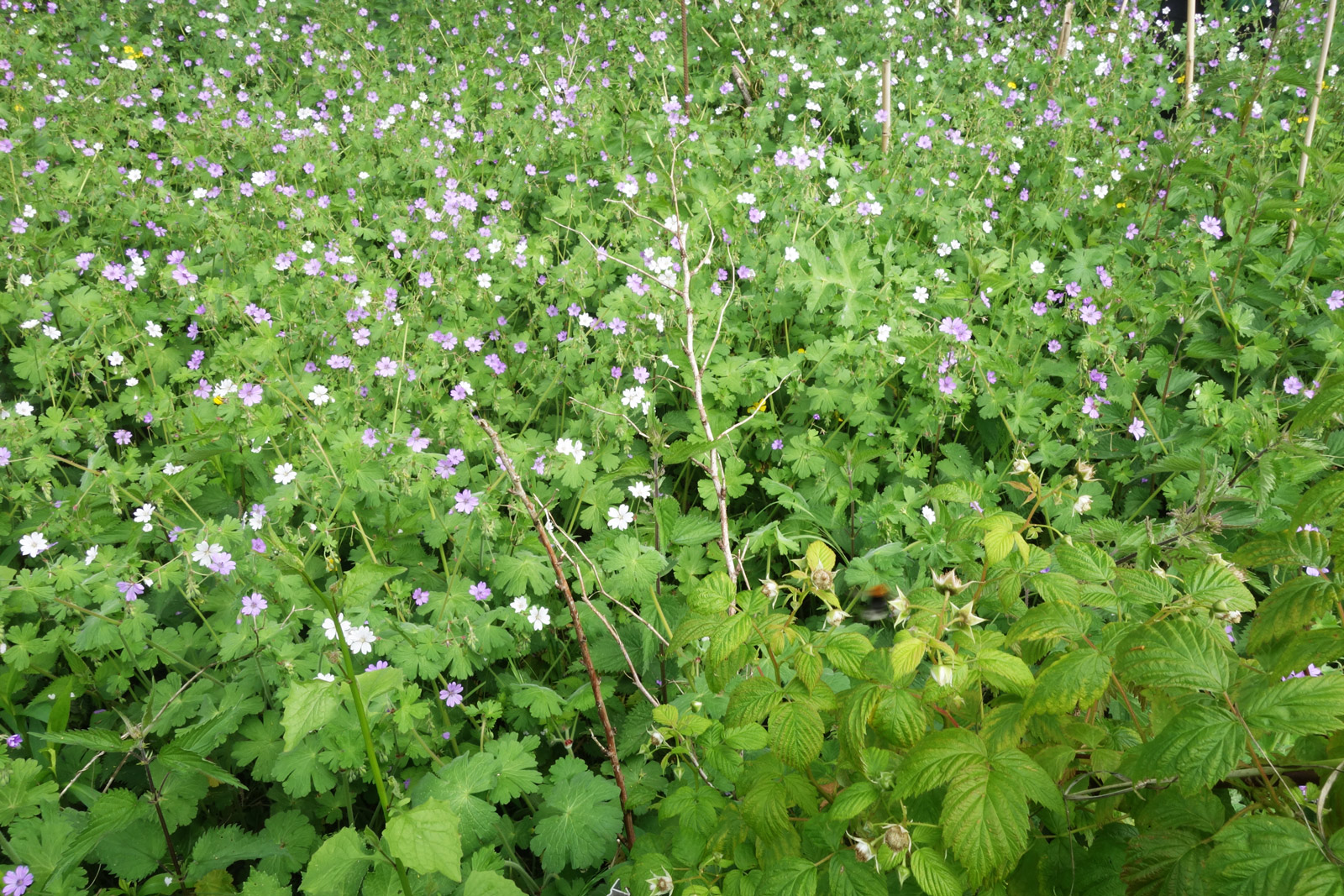 repainville - champ de fleurs