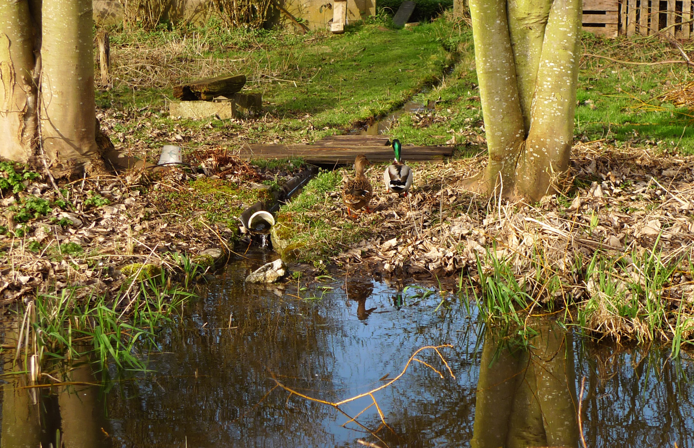 repainville - canards in love